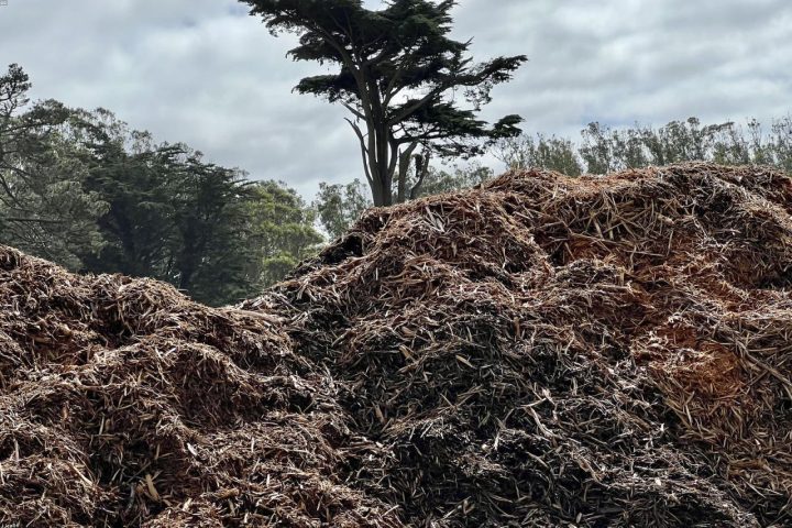A first-time backyard compost pile with kitchen scraps and dry leaves.