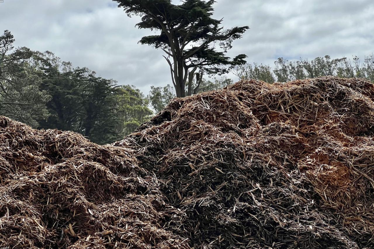 A first-time backyard compost pile with kitchen scraps and dry leaves.
