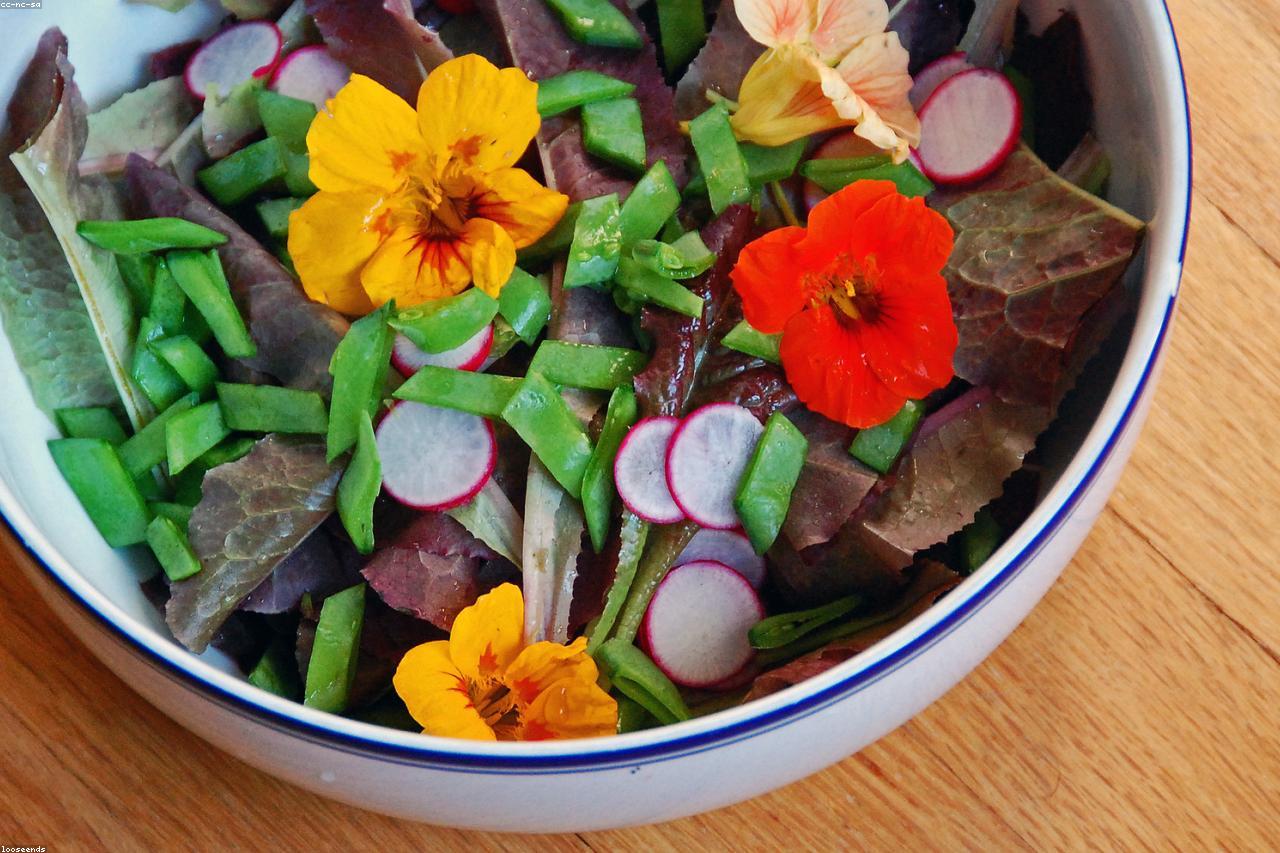 A beginner-friendly vegetable garden with lettuce and radishes.