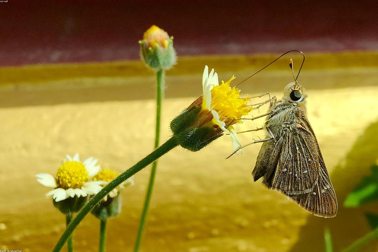 A biodiverse cottage garden with butterflies and mixed plantings.