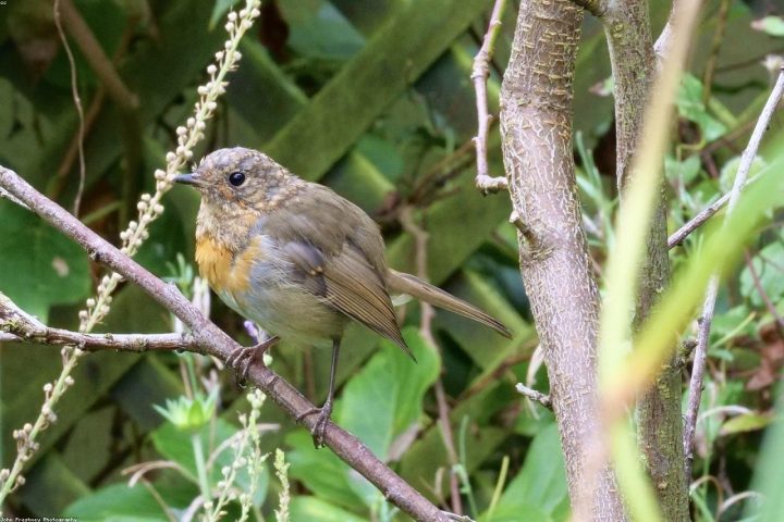 A songbird hunting insects in a vegetable garden.