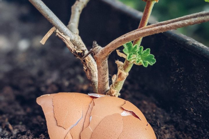 Crushed eggshells and used coffee grounds being added to garden soil.