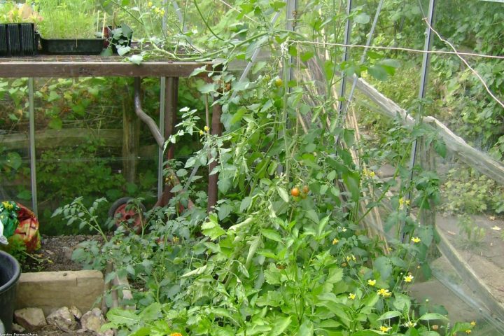 Tomatoes interplanted with basil and marigolds in a productive bed.