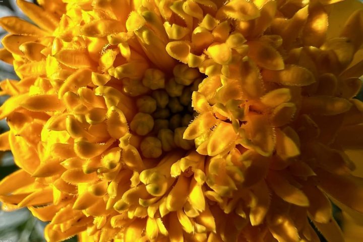 Marigolds and nasturtiums planted at the ends of vegetable rows.