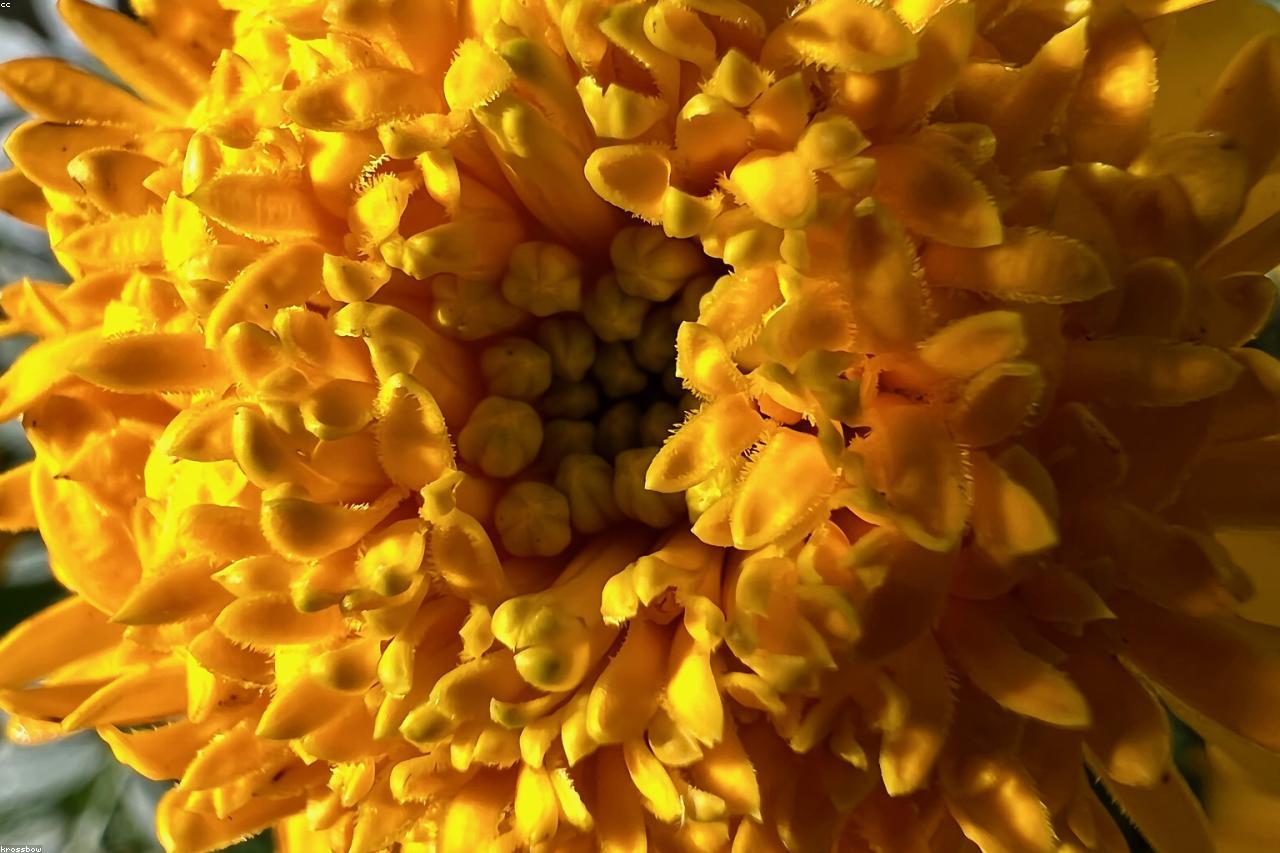 Marigolds and nasturtiums planted at the ends of vegetable rows.