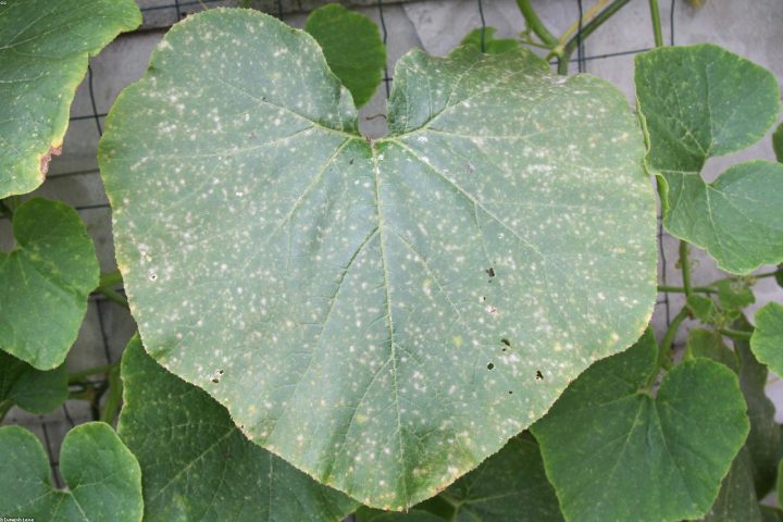 Powdery mildew showing on squash leaves at season end.