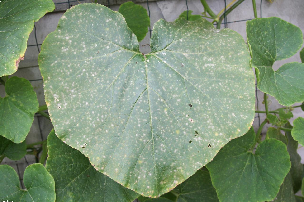Powdery mildew showing on squash leaves at season end.