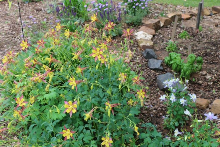 A deer-resistant perennial border of lavender and Russian sage.