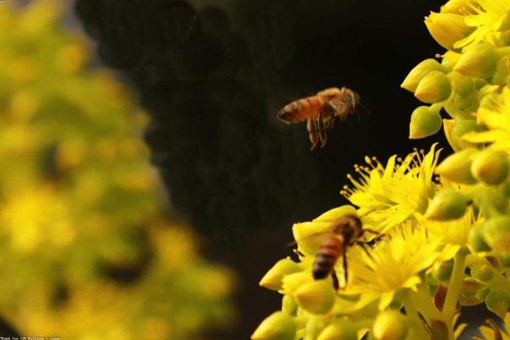 A native bee feeding on a coneflower in a pollinator garden.