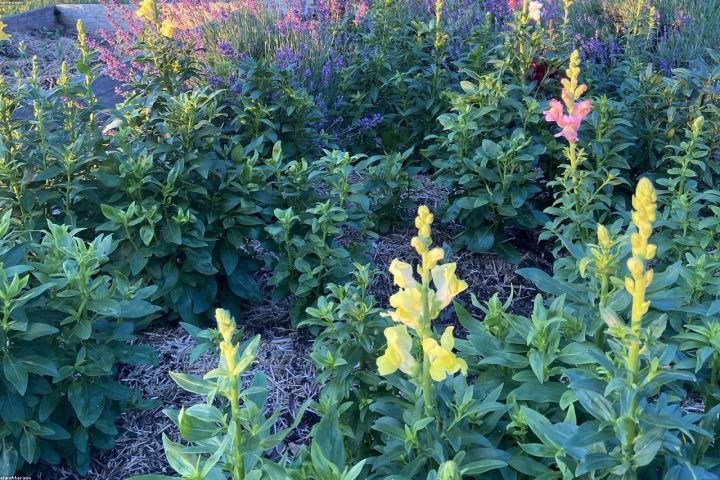 Drought-tolerant lavender blooming in a sun-soaked garden border.