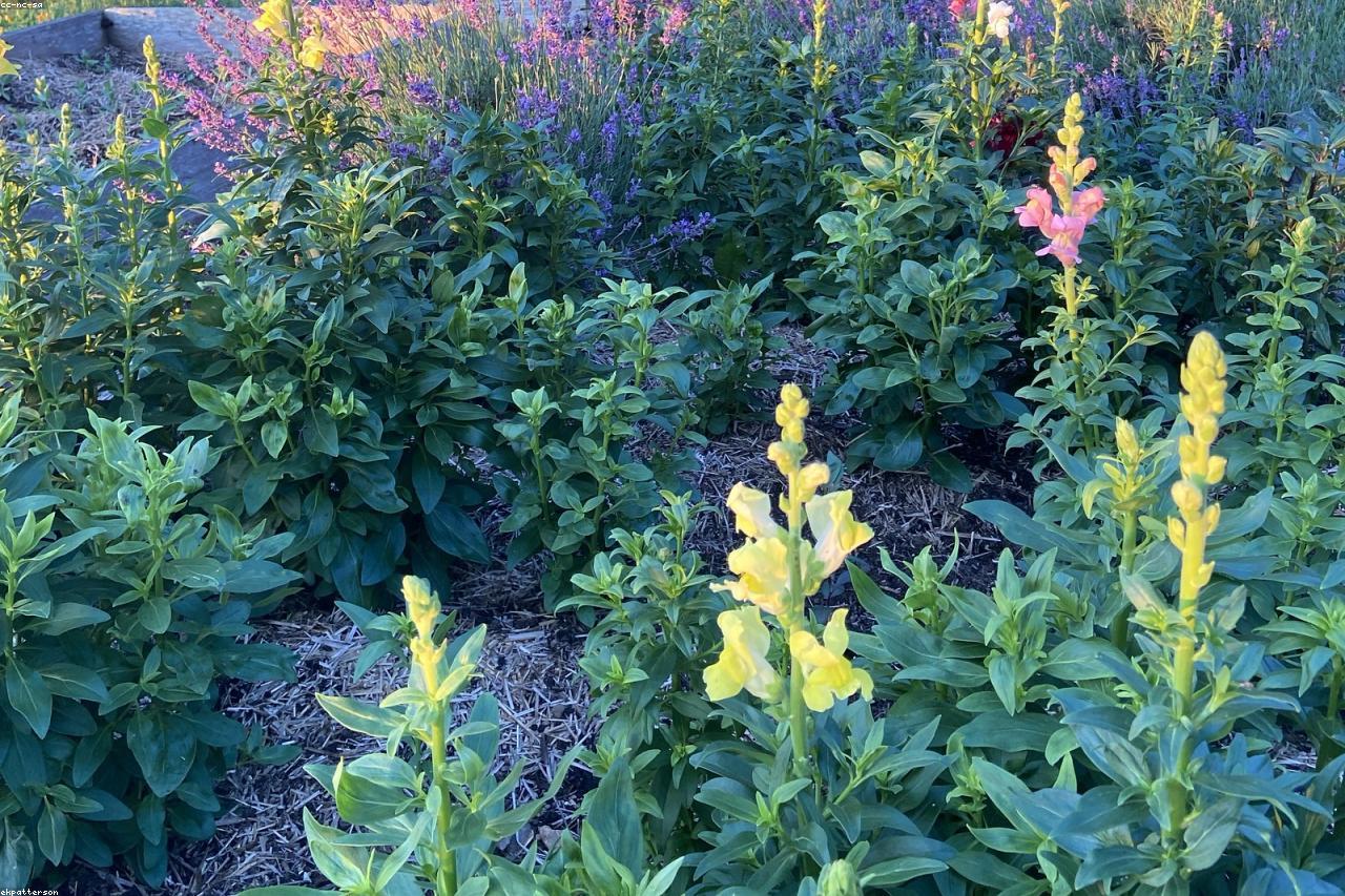 Drought-tolerant lavender blooming in a sun-soaked garden border.