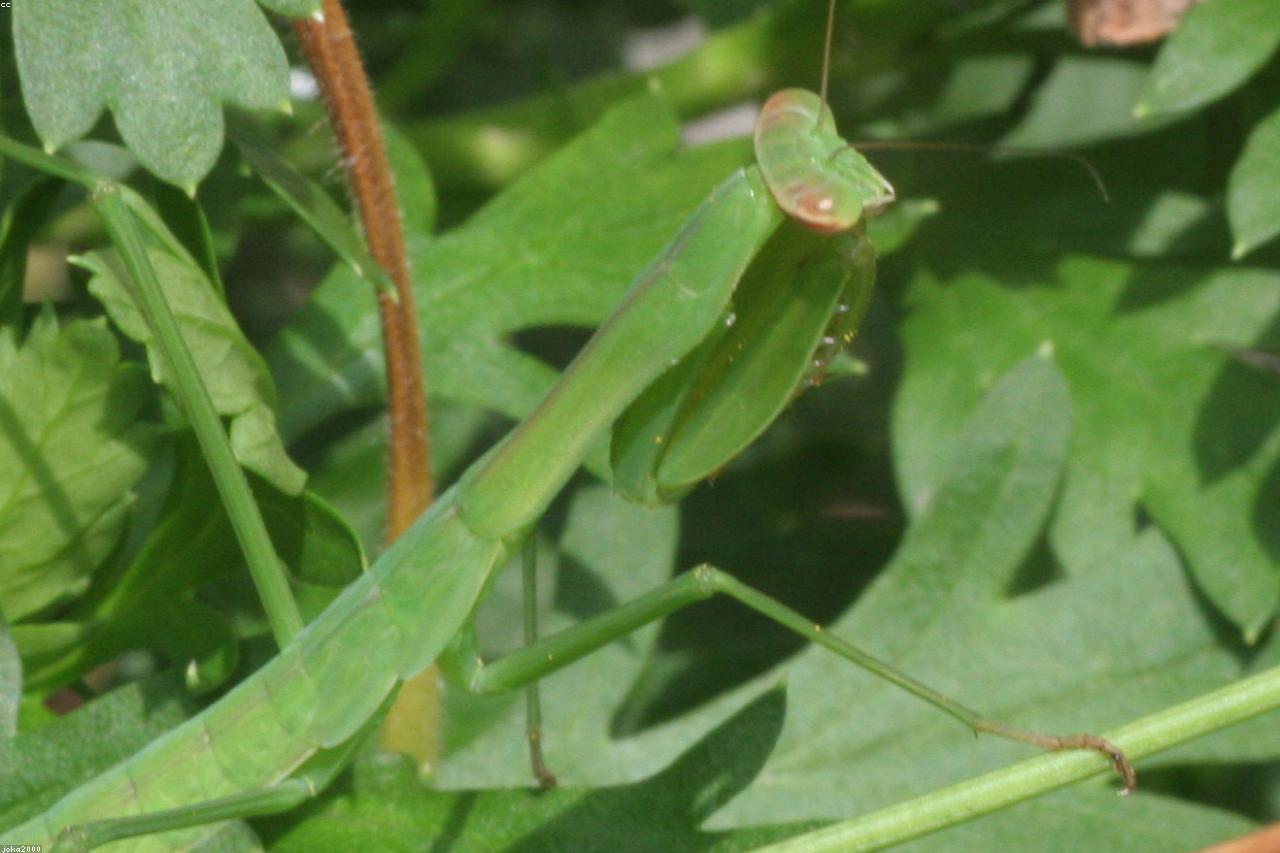 A praying mantis perched on a tomato stem as a natural predator.