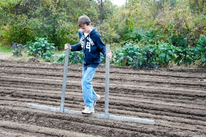 Garlic cloves being planted in rows in an autumn garden bed.