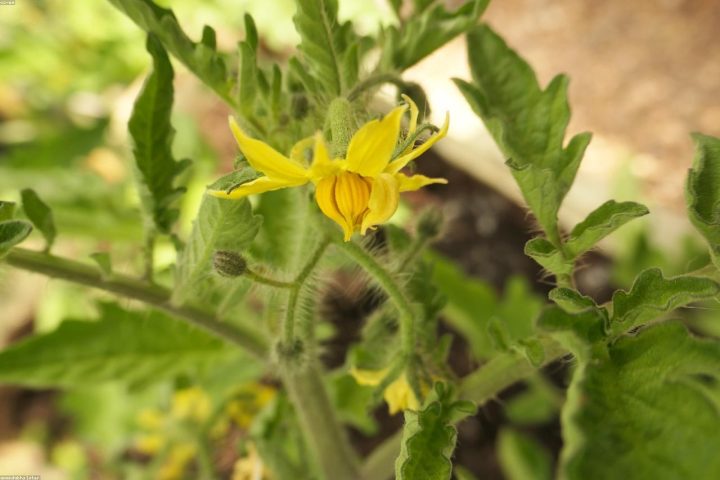 Healthy staked tomato plants in a productive summer garden.