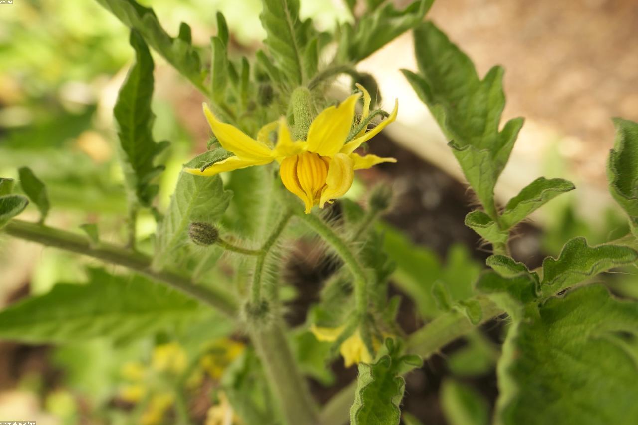 Healthy staked tomato plants in a productive summer garden.