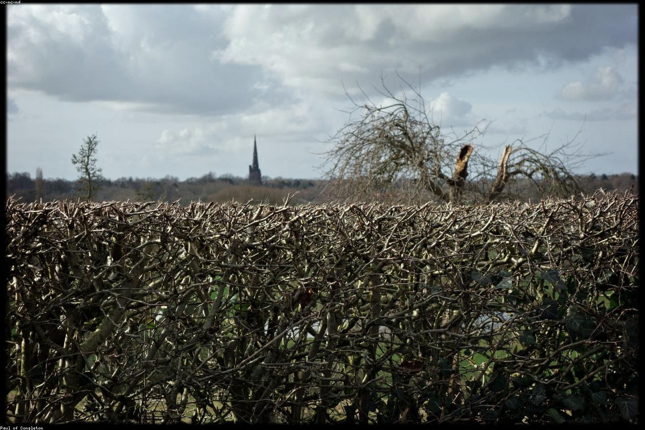A mixed hedgerow with berry-bearing shrubs along a rural property edge.