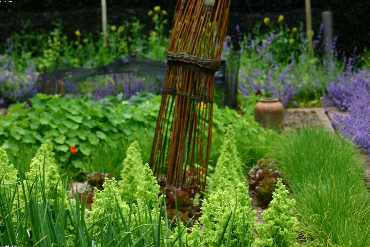 A productive vegetable garden in mid-summer with healthy plants in rows.