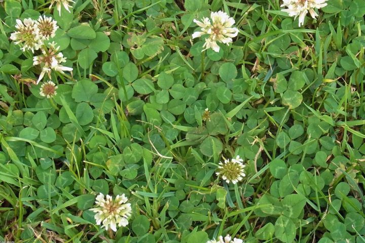A healthy lawn with clover mixed into the grass.