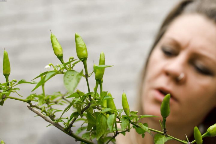 A gardener carefully inspecting plant leaves for signs of pests.