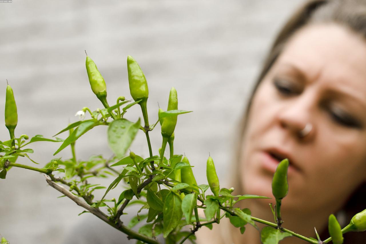 A gardener carefully inspecting plant leaves for signs of pests.