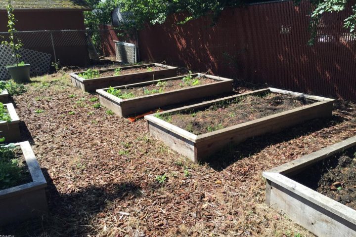A newly built cedar raised bed ready for spring vegetable planting.