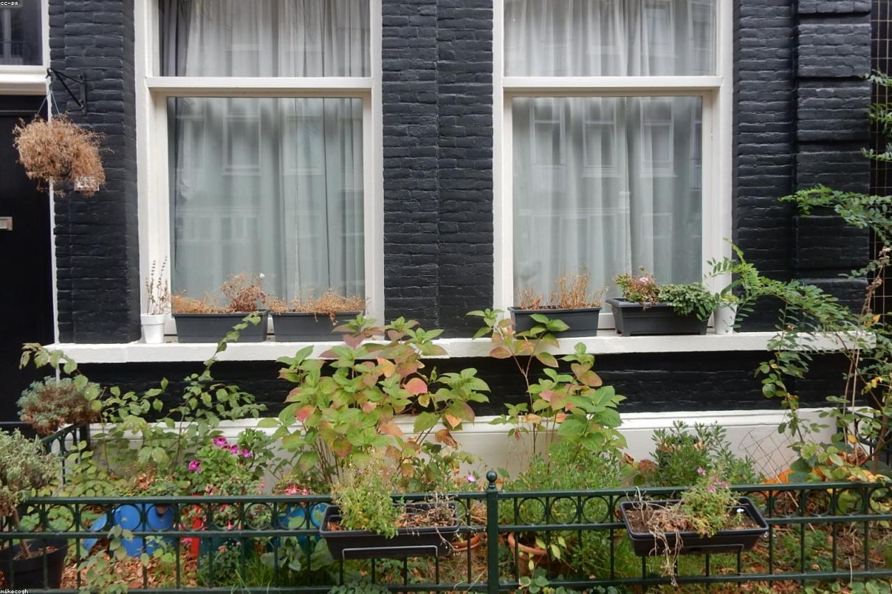 A struggling mid-summer garden being replanted for fall.