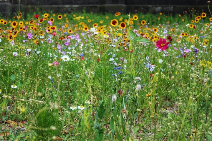 A wildflower meadow replacing a former suburban lawn.