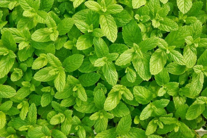 Spring vegetable seedlings in trays ready for transplanting.