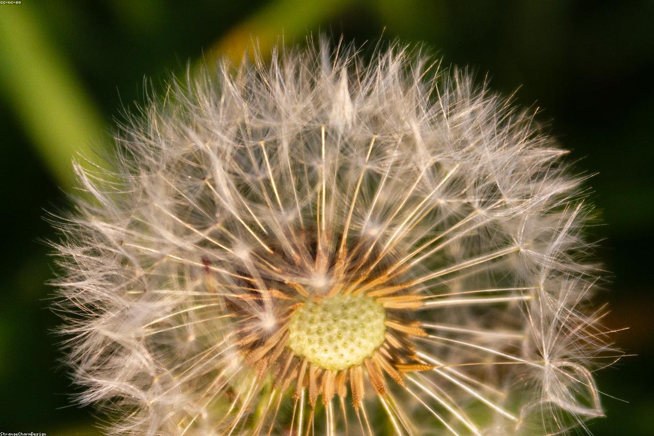 A garden plant showing visible water stress with curled leaves.