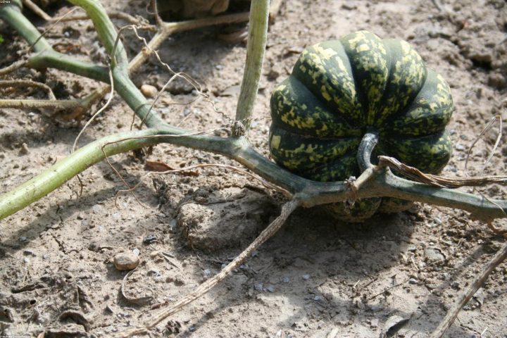 A summer squash plant showing damage from a vine borer.
