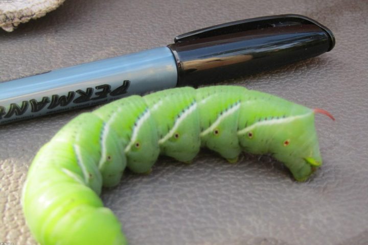 A tomato hornworm caterpillar on a damaged tomato leaf.