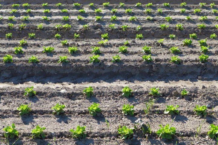 Rows of lettuce at different stages from succession planting.