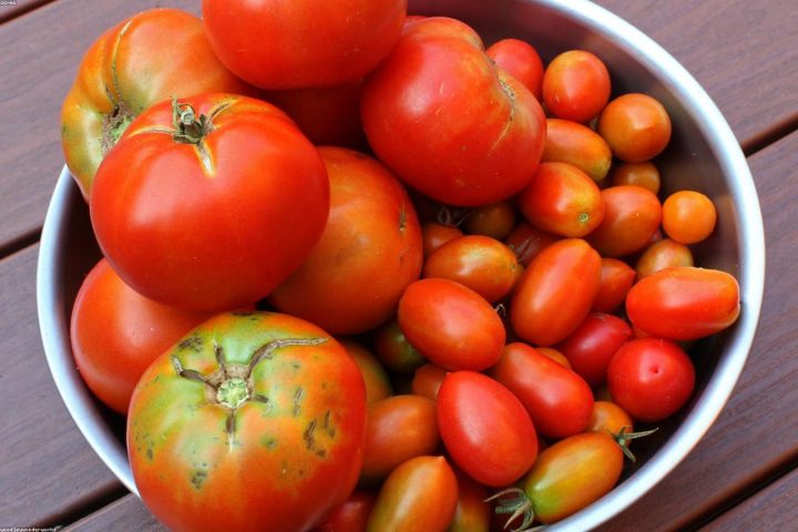 Ripening tomatoes on a healthy vine in evening garden light.