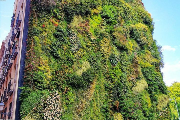 A vertical living wall of herbs growing on an apartment exterior.