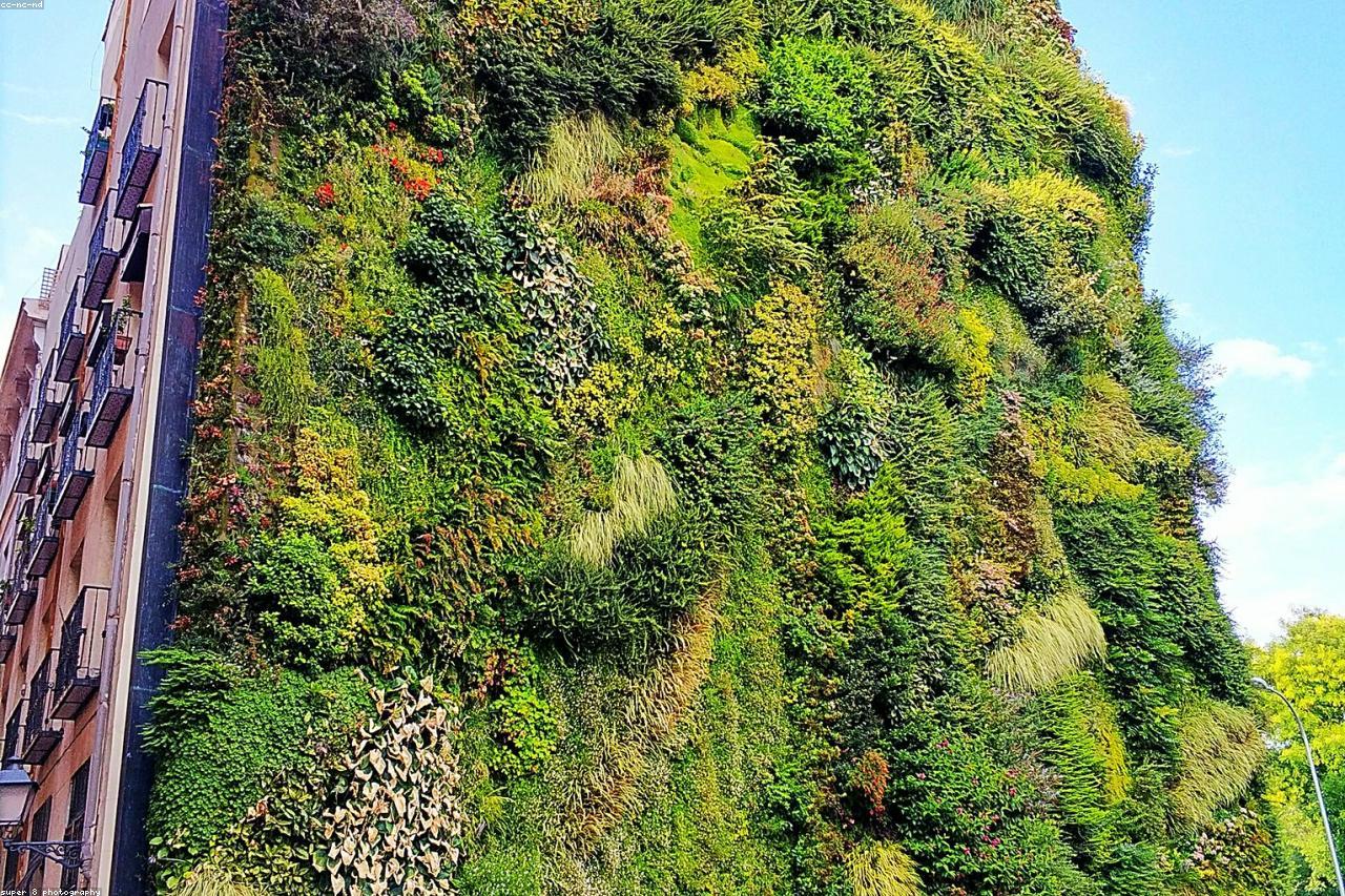 A vertical living wall of herbs growing on an apartment exterior.