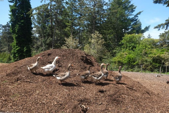 A compost pile being turned with a garden fork for better aeration.