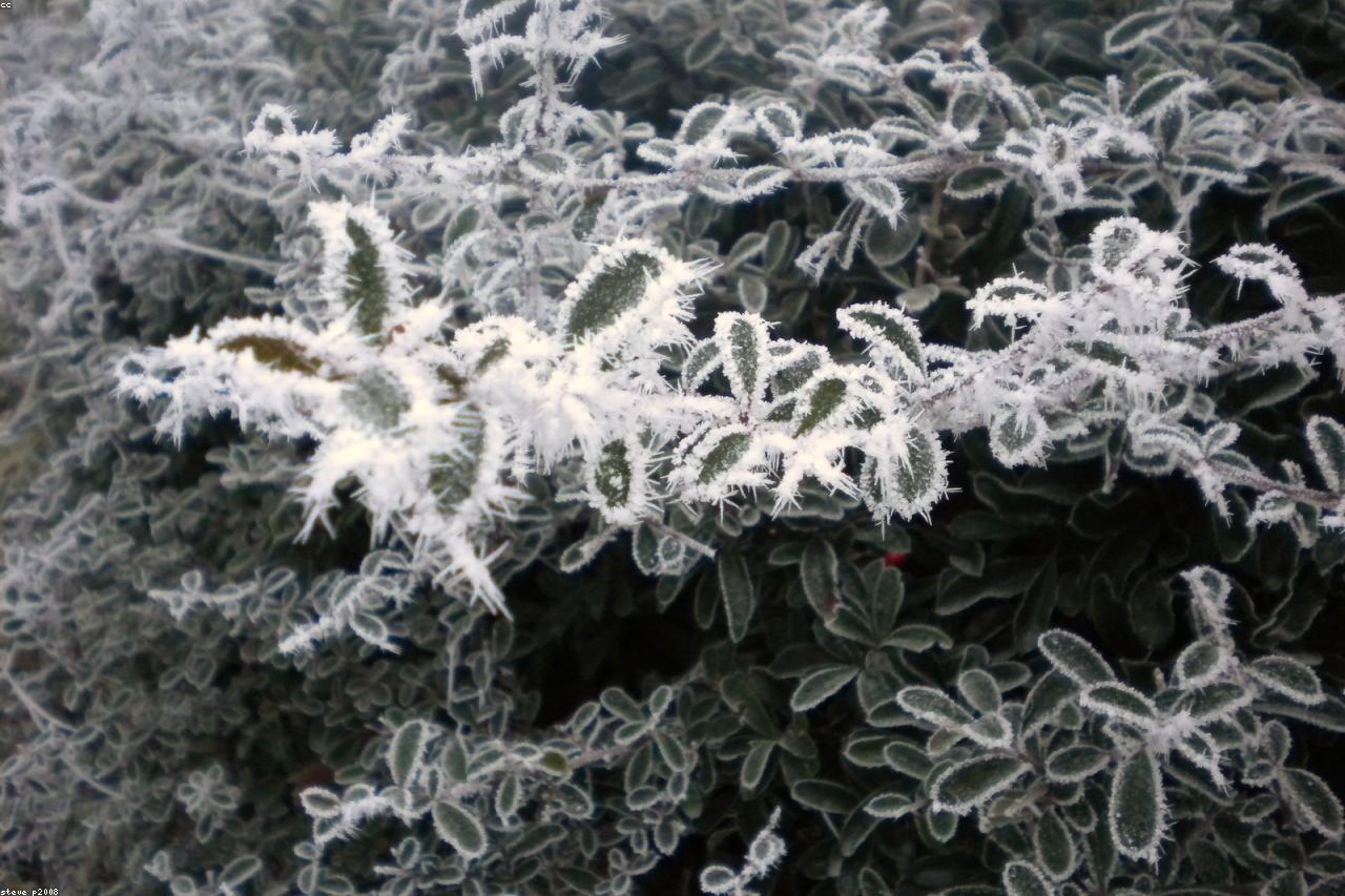A frosted winter garden bed with mulched evergreen plantings.