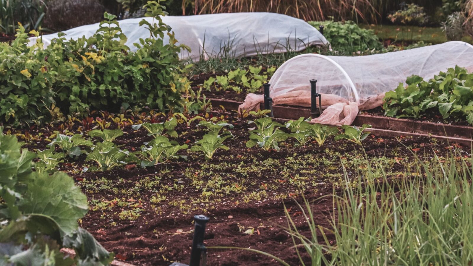 White lightweight row cover fabric stretched over wire hoops protecting a bed of young green cabbage plants in a market garden.