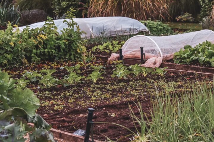 White lightweight row cover fabric stretched over wire hoops protecting a bed of young green cabbage plants in a market garden.