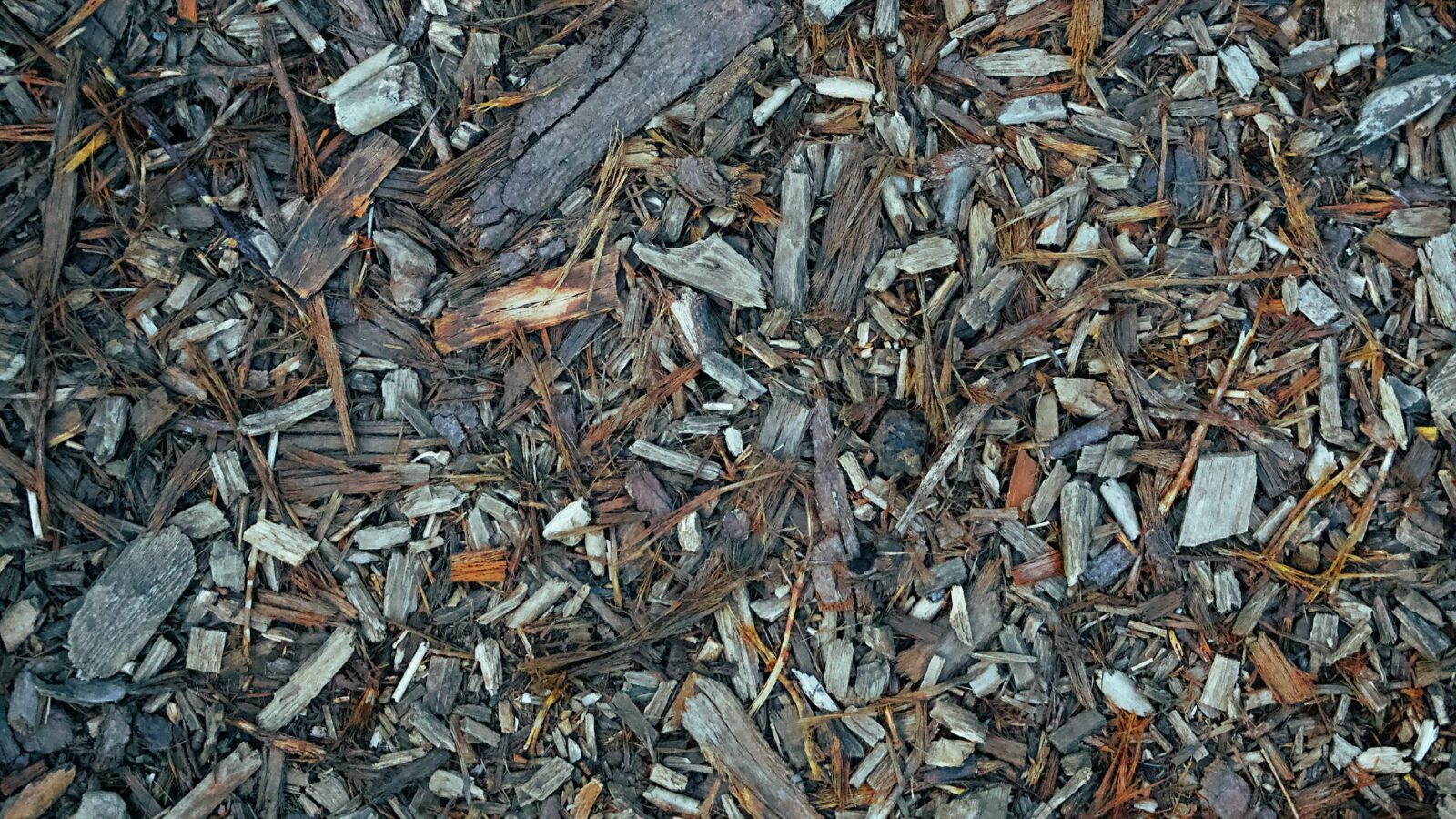 Iridescent black ground beetle walking across damp soil and shredded leaf mulch at the edge of a vegetable bed.