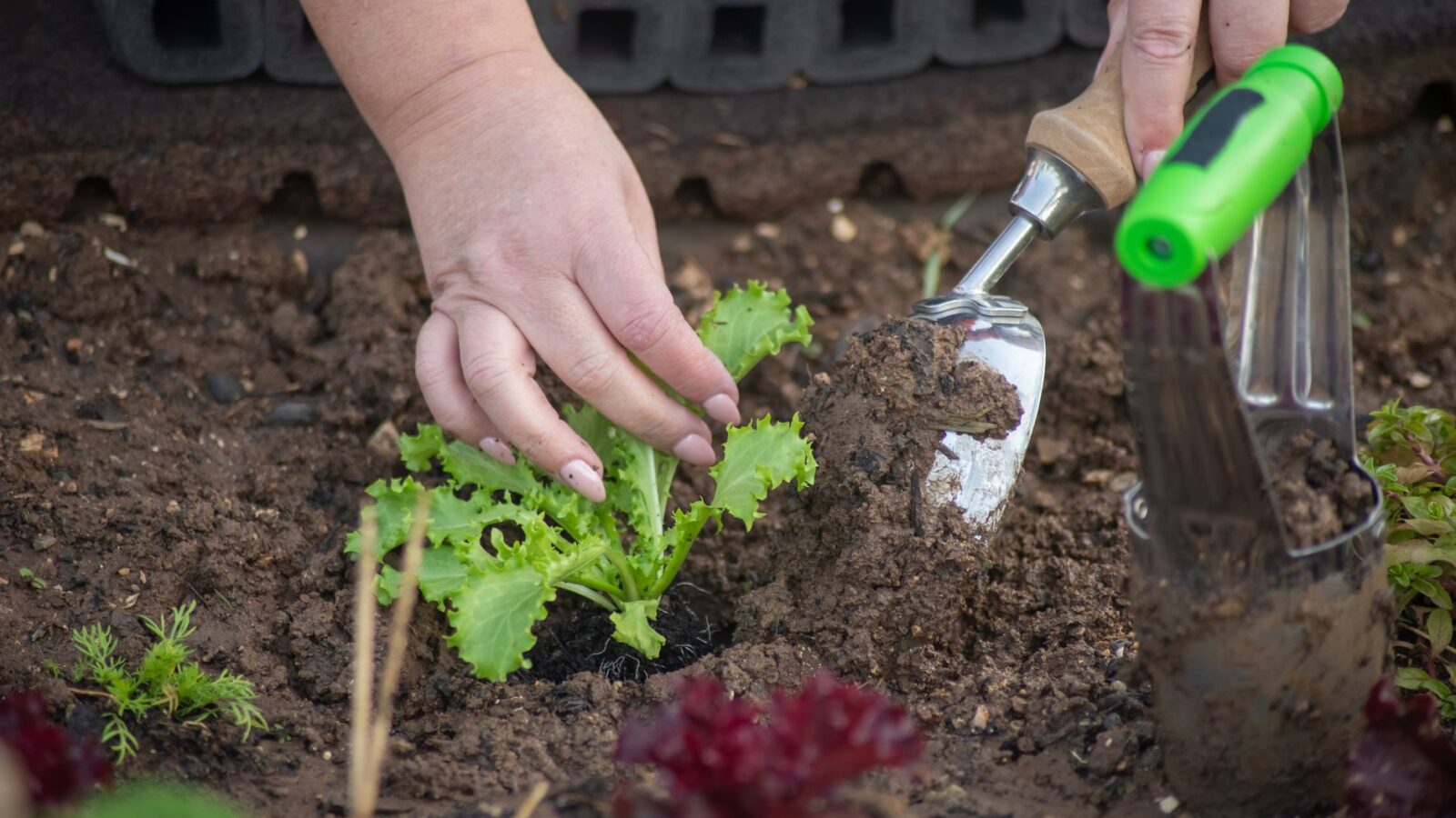 A gardener's hand holding a soil core showing moist topsoil above dry subsoil layers.