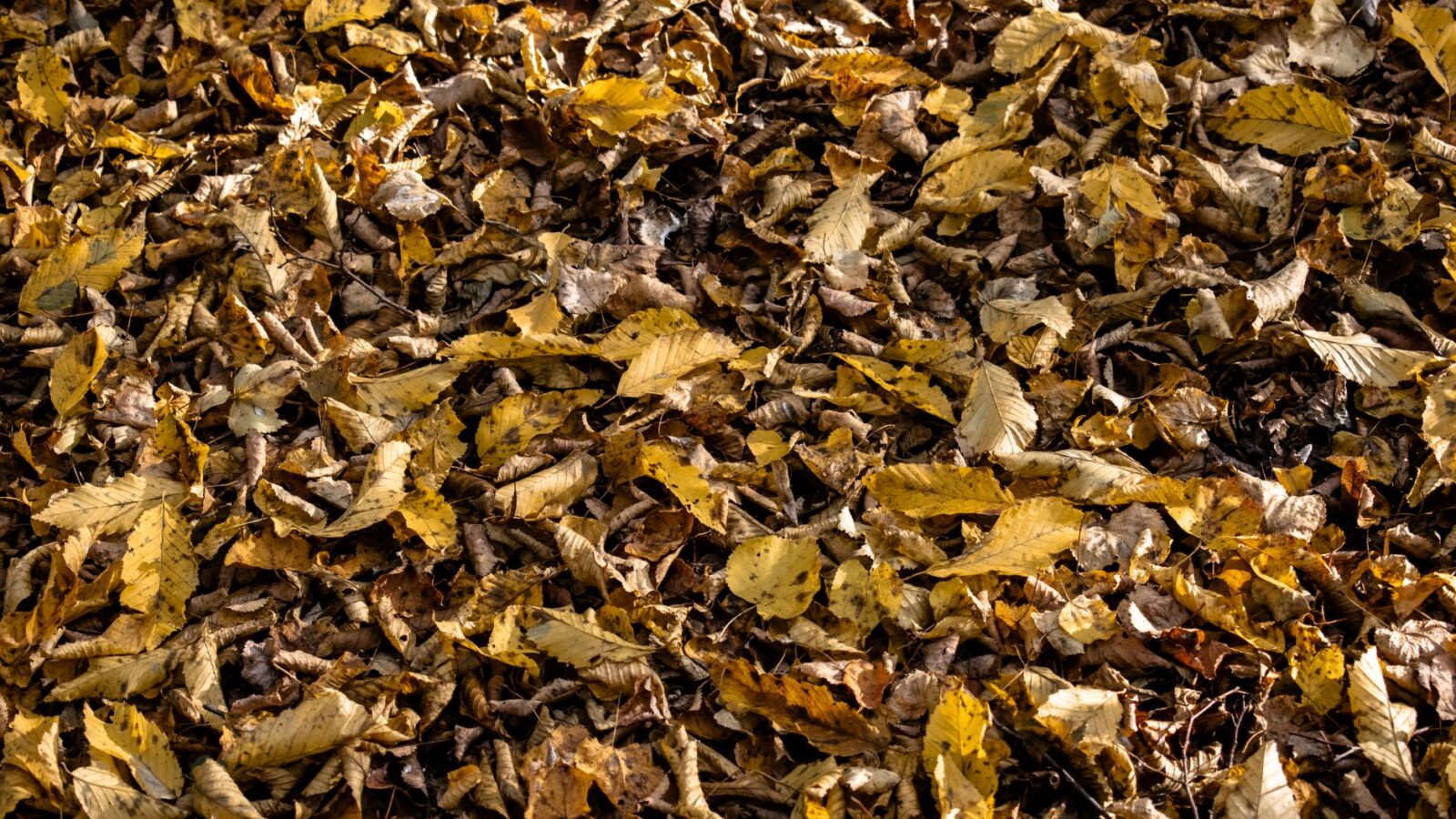 A wire mesh bin in a shaded yard filled with wet oak and maple leaves partially broken down into dark crumbly leaf mould.