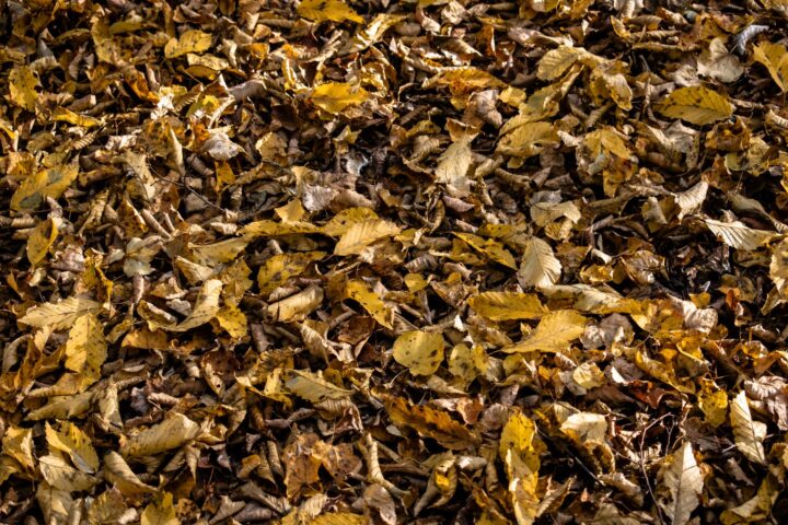 A wire mesh bin in a shaded yard filled with wet oak and maple leaves partially broken down into dark crumbly leaf mould.