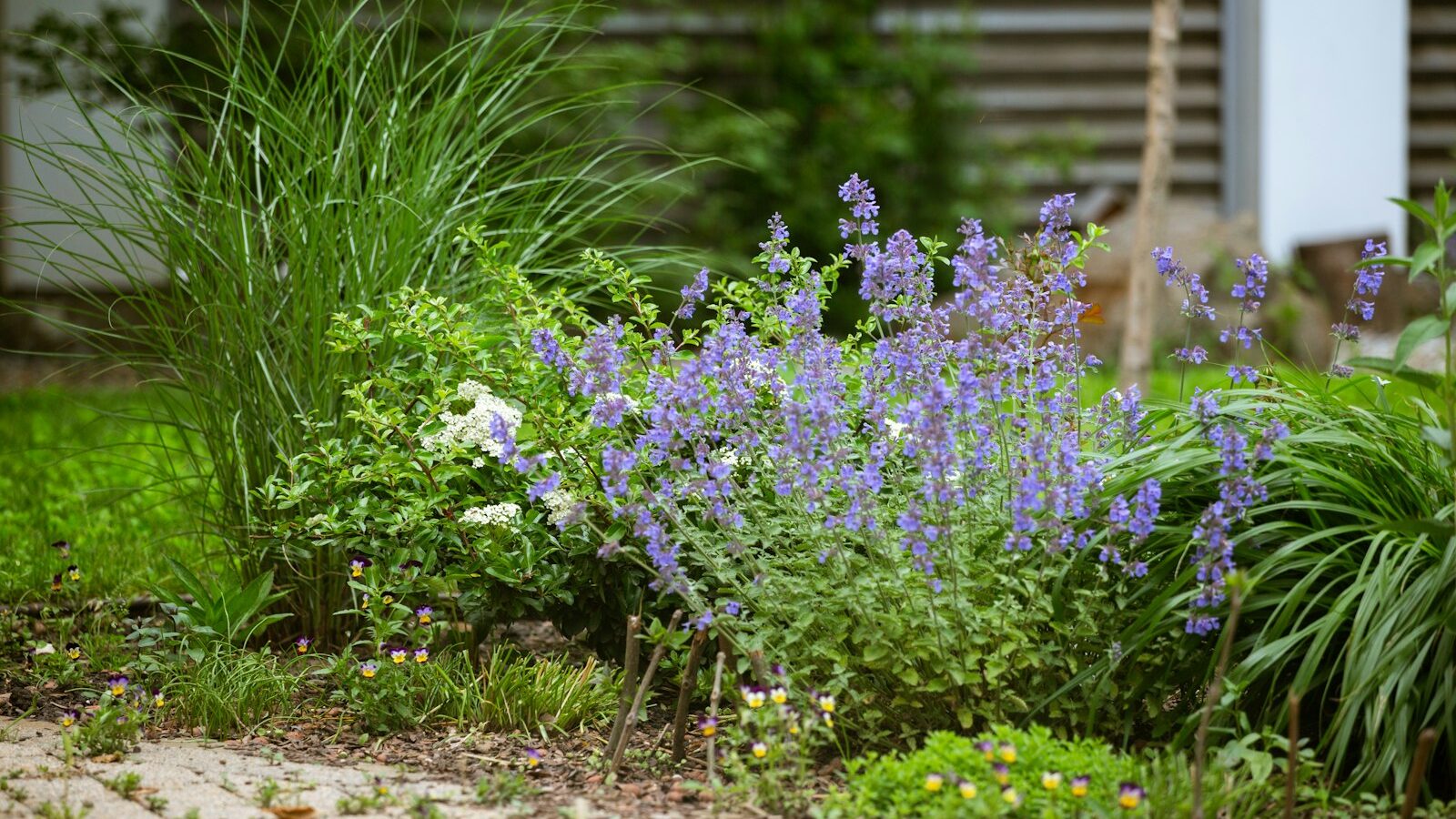 A perennial garden border with grouped plantings and a clean mulched edge along a lawn.