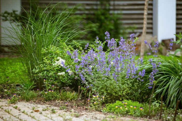 A perennial garden border with grouped plantings and a clean mulched edge along a lawn.