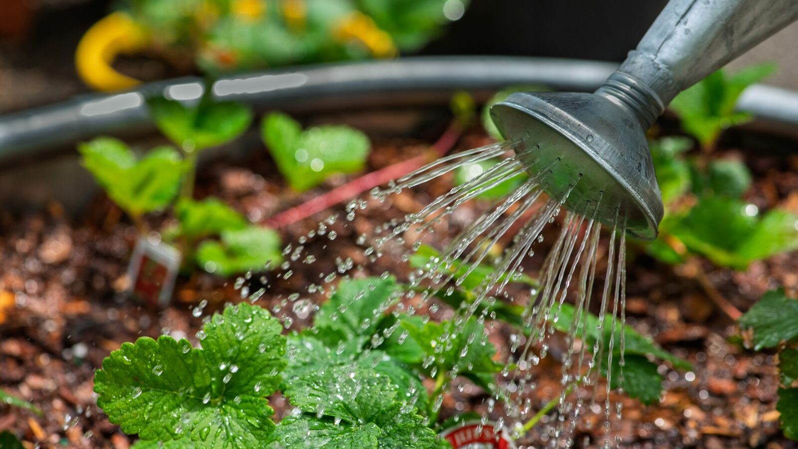 A self-watering container garden with drip irrigation lines running between raised beds.