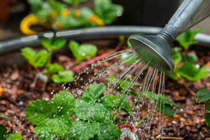 A self-watering container garden with drip irrigation lines running between raised beds.