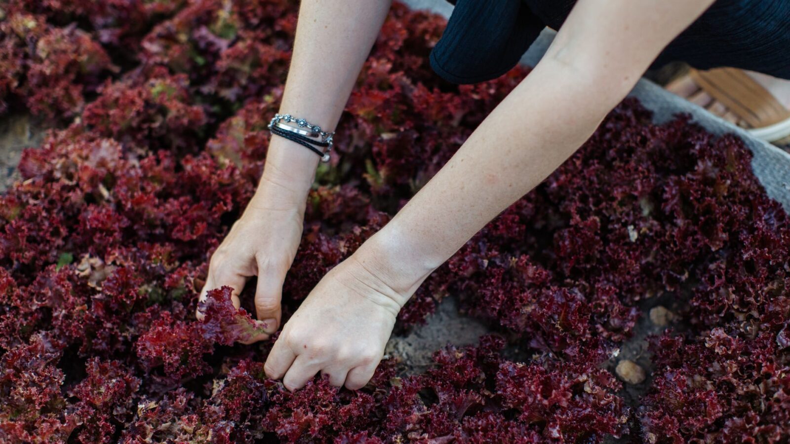 A gardener cutting baby leaf lettuce from a densely sown raised bed with a serrated knife.