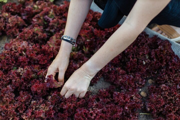 A gardener cutting baby leaf lettuce from a densely sown raised bed with a serrated knife.