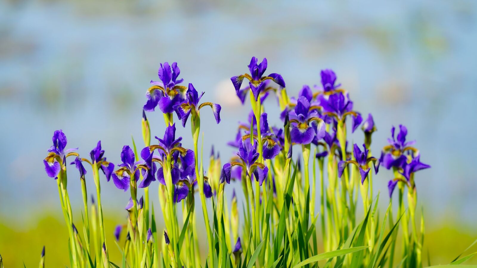 A wooden half-barrel water feature planted with blue flag iris and floating hornwort in a shaded garden corner.